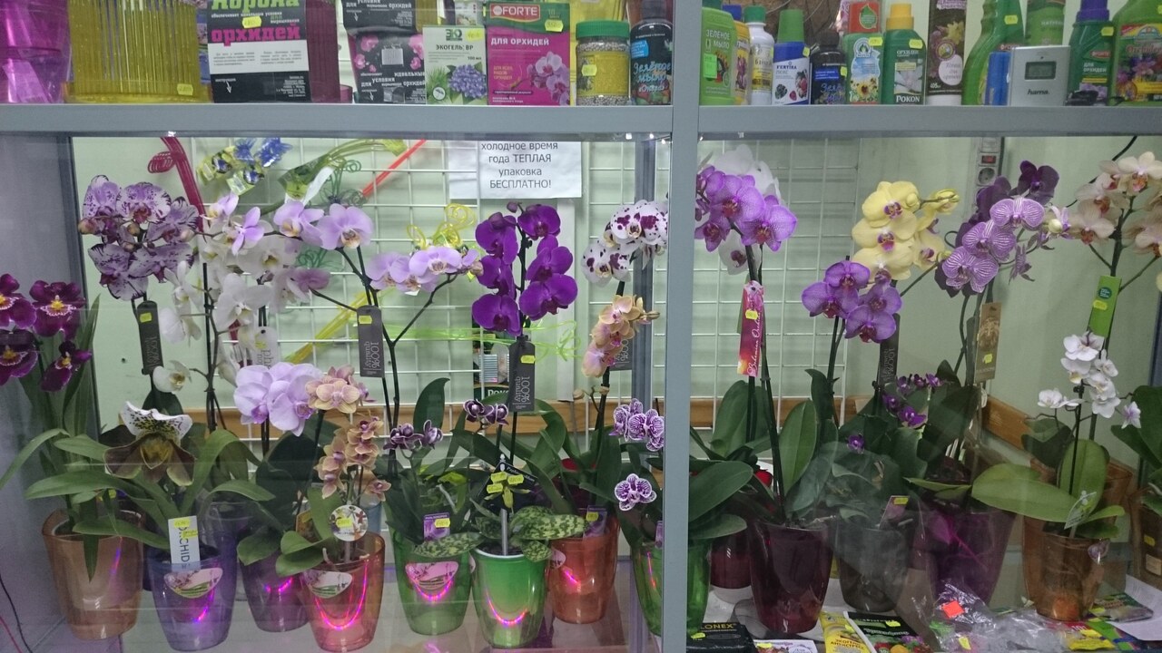 Где Купить Орхидею В Новосибирске