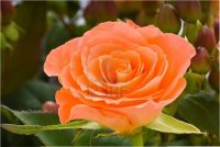 8893646-close-up-of-a-salmon-colored-rose