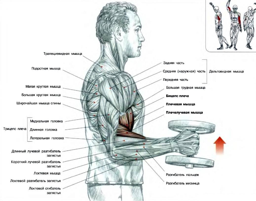 Мышцы рук и плеч. Сгибание рук на бицепс техника выполнения. Бицепс и трицепс с гантелями. Упражнения на руки для трехглавой мышцы с гантелями. Упражнения с гантелями для плеч и бицепса.