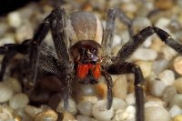 Brazilian-wandering-spider-2674375