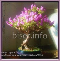 biser.info_32233_bonsaj-cvetushhaja-siren_1250353989.preview