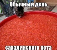 Сахалинский кот