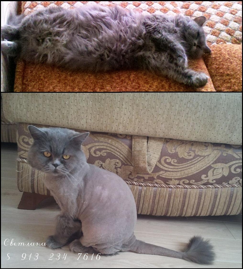 Стрижка кошек фото до и после британских