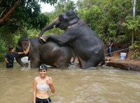 тян-фото-слоны-Тайланд-3419276