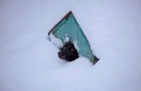 собака-живность-снегурочка-зима-3485363