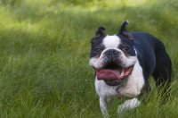 dog-breeds-that-stay-small-boston-terrier