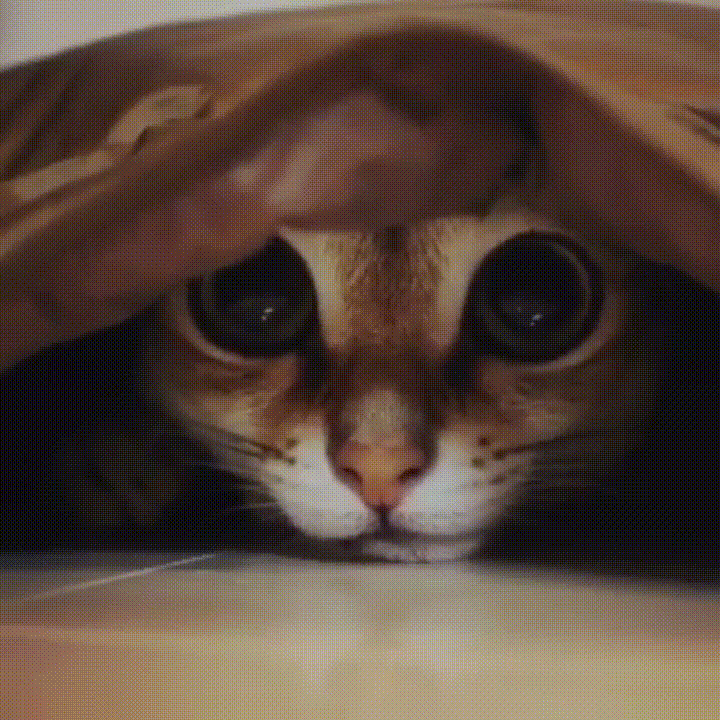 И скрылась из глаз в пелене. Глаза кота. Милые глазки котика. Кот с большими грустными глазами. Жалобные глазки.