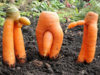 сад-и-огород-морковь-шантане-фиолетовый-пиздец-2679962
