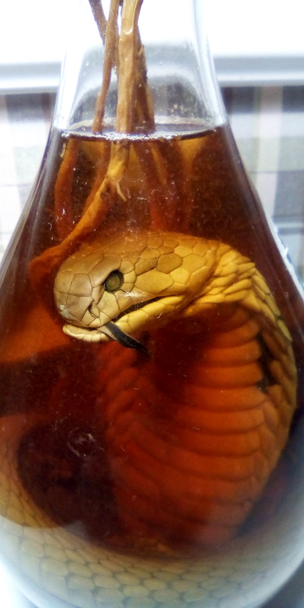 Настойка на змее. Змея в бутылке. Заспиртованная змея в бутылке. Алкоголь со змеей. Настойка со змеей.