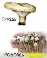 грибы для настроения
