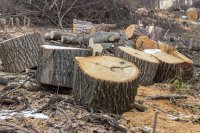 tree-branch-wood-trunk-hut-environment-firewood-lumber-ecology-trees-logs-branches-civilization-stumps-oak-logging-sawmill-tree-stump-annual-rings-wood-chopping-the-destruction-of-saw-cut-the-sawed-down-woody-pl