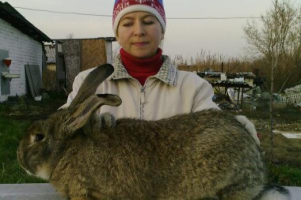 Купить кроликов белгородская