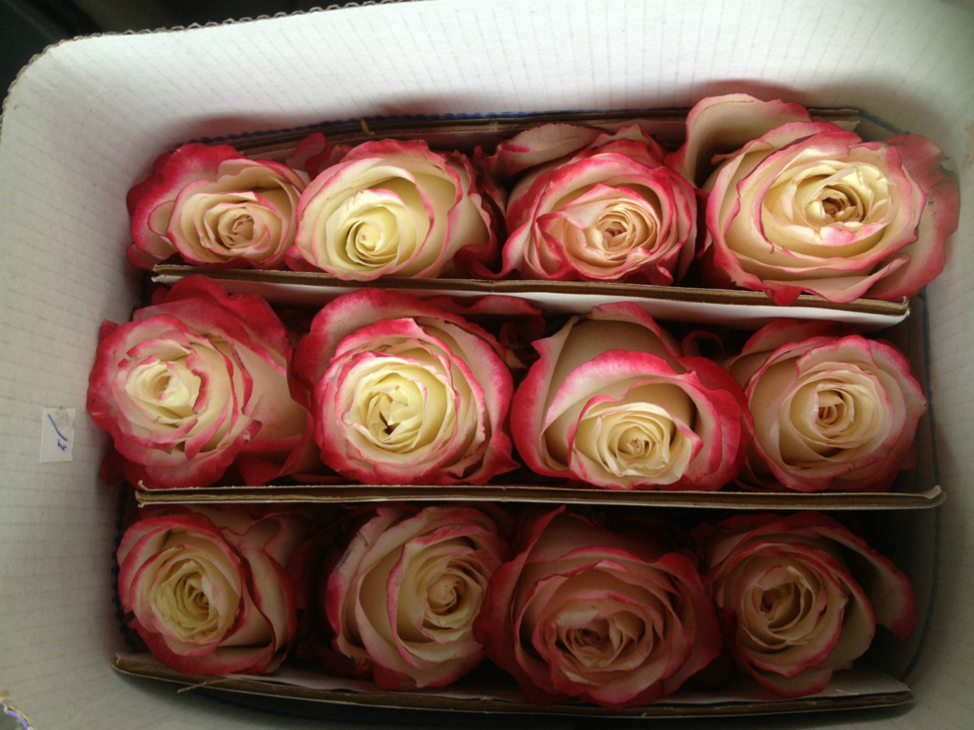 Розы эквадор купить